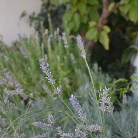 Casa Do Alfaiate * Chaos (Castelo Branco)