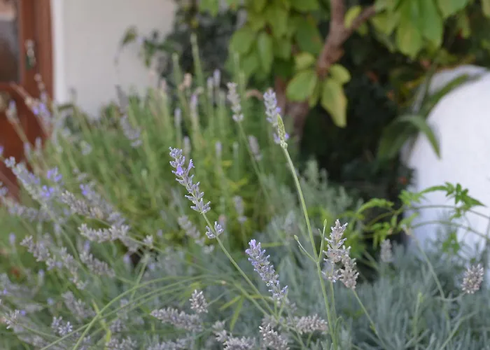 Casa Do Alfaiate * Chaos (Castelo Branco)